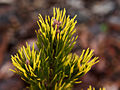 Pinus mugo Wolski IMG_1524 Sosna kosodrzewina